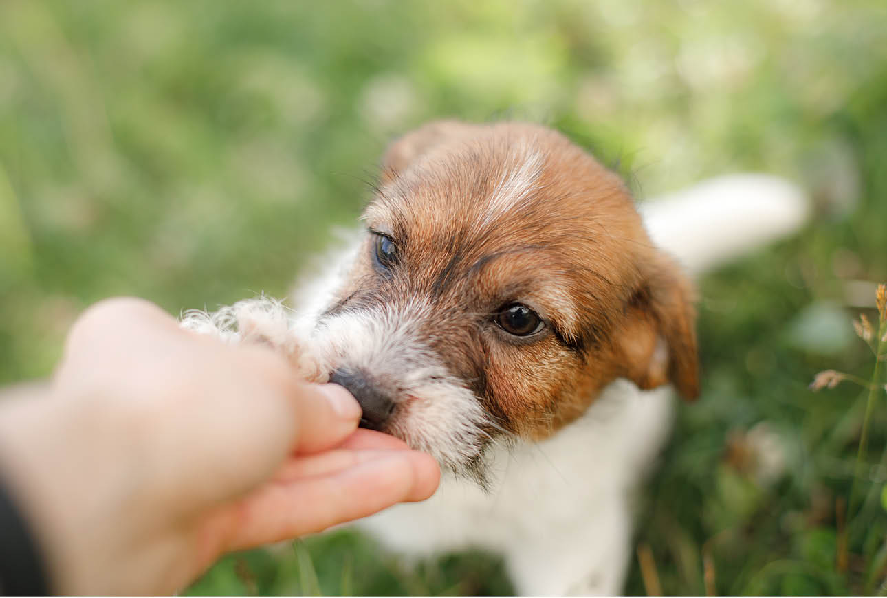 Close‑up of a dog eating food from a person’s hand outdoors