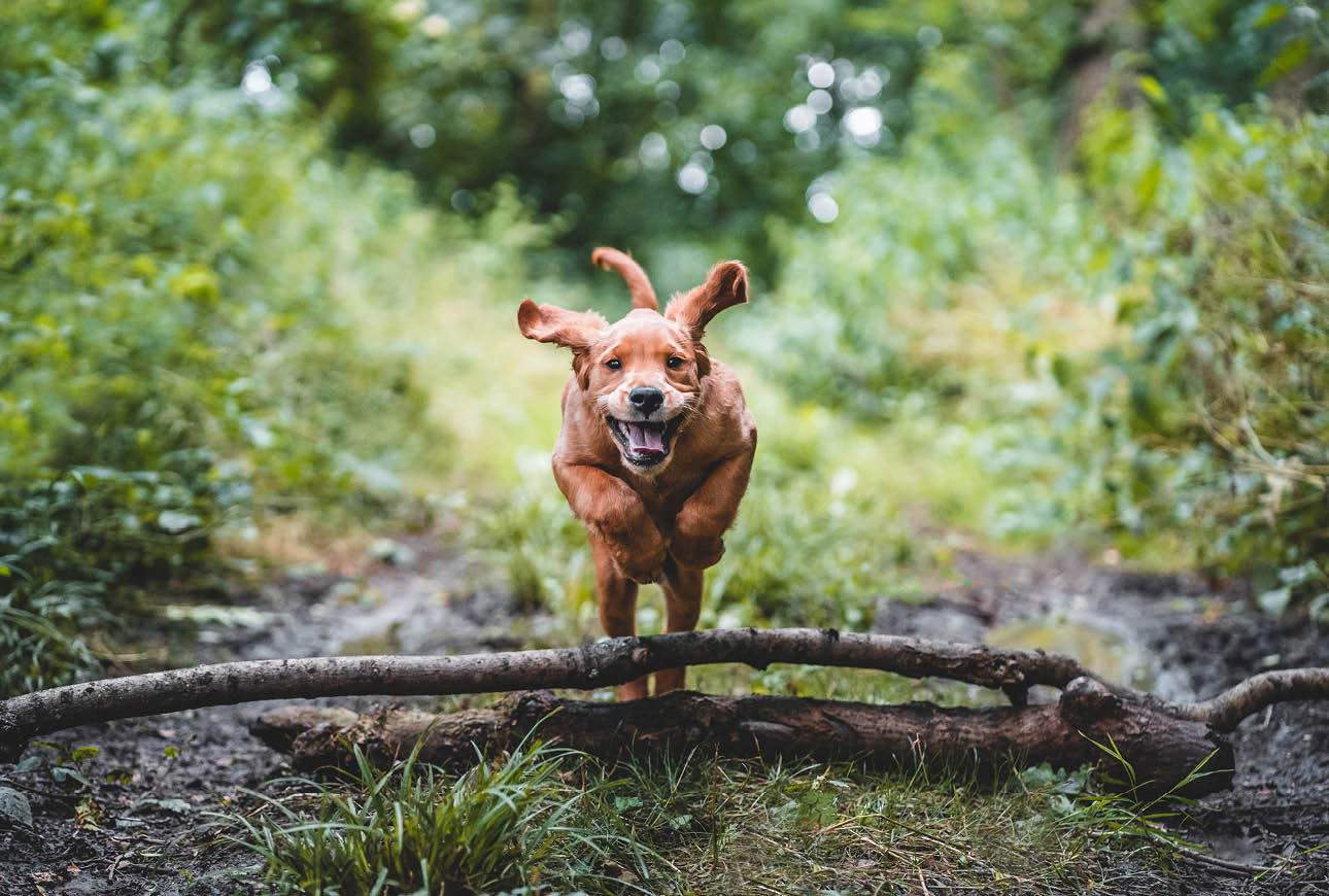 Dog jumping over a fallen branch on a forest path