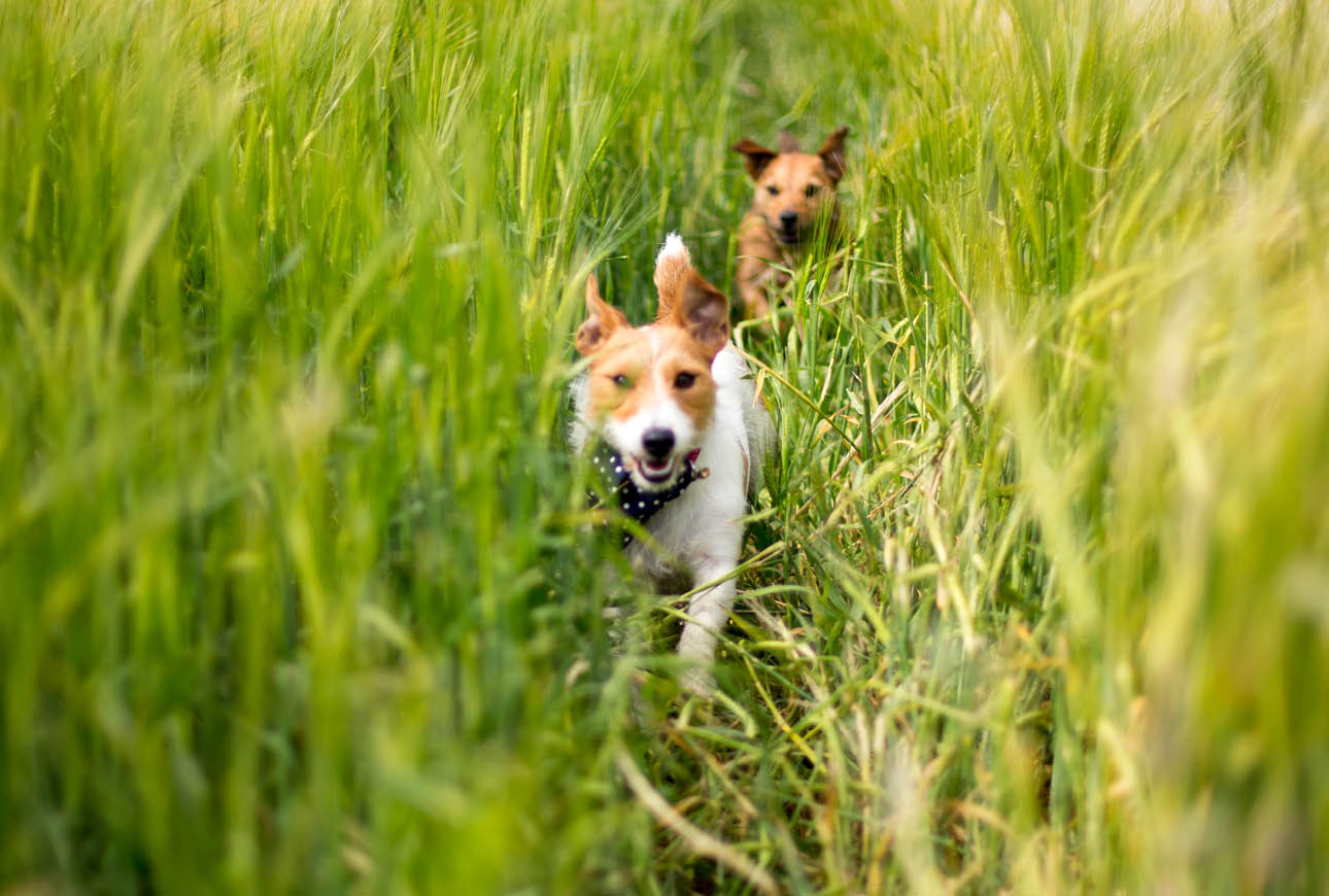 Small dog jumping mid‑air while running through a grassy field